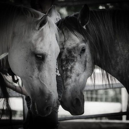 Sinnes Wandel Hof Serka Grimma Esterno foto