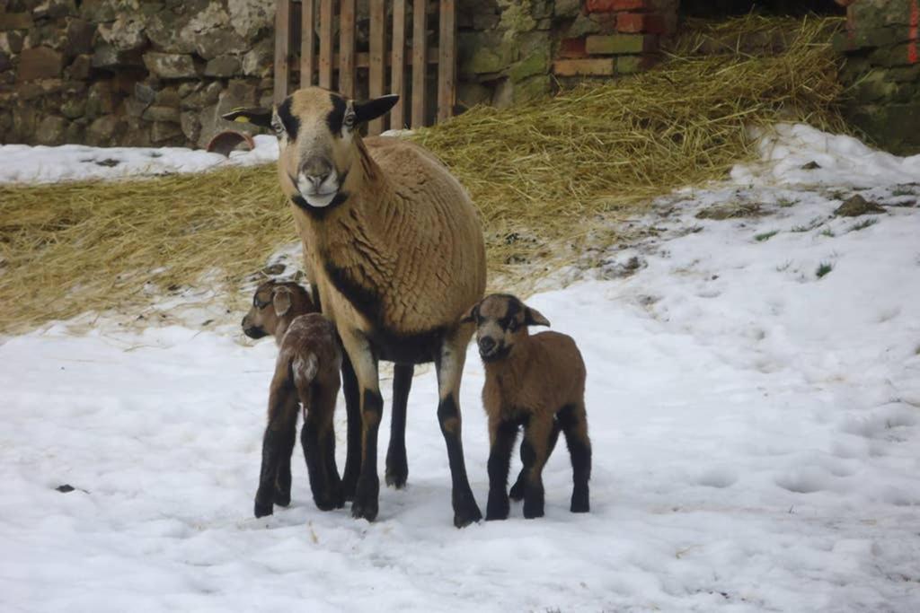 Sinnes Wandel Hof Serka Grimma Esterno foto
